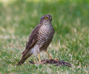 Харцага (Морин харцага, Морин харцгай)